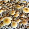 blue meanie mushroom spores
