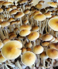 blue meanie mushroom spores
