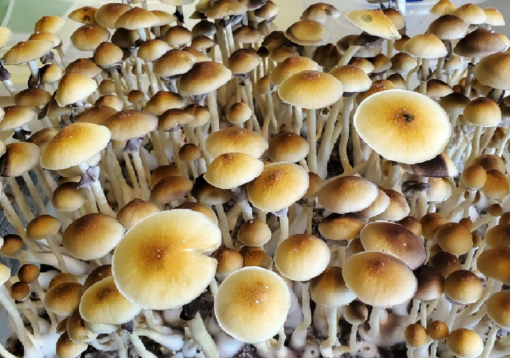 blue meanie mushroom spores