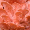 Pleurotus djamor Culture
