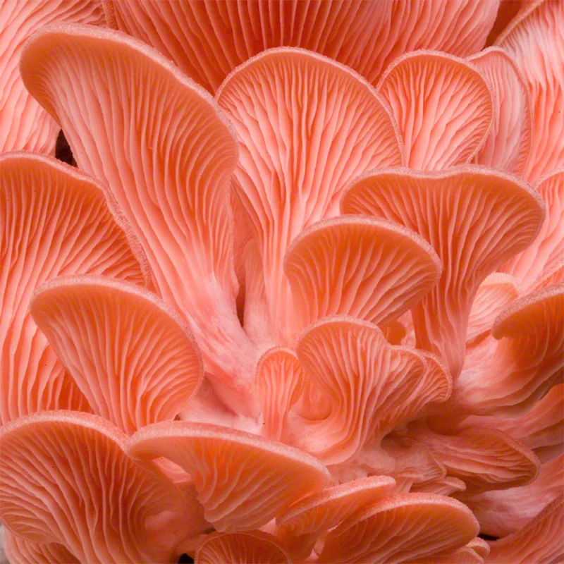 Pleurotus djamor Culture
