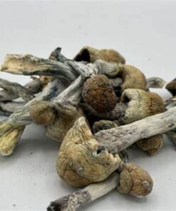 alacabenzi mushrooms